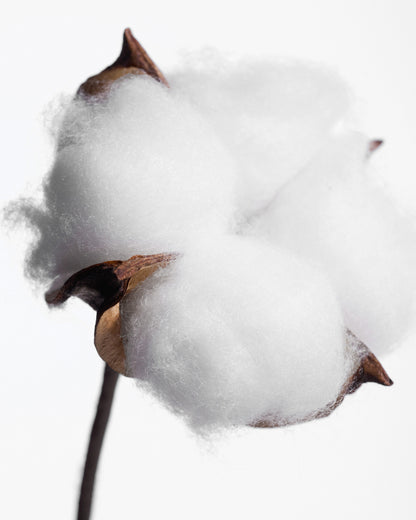 Déodorant stick Fleur de Coton 20g